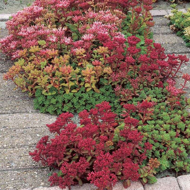 Sedum (Stonecrop) (Sedum spp.)
