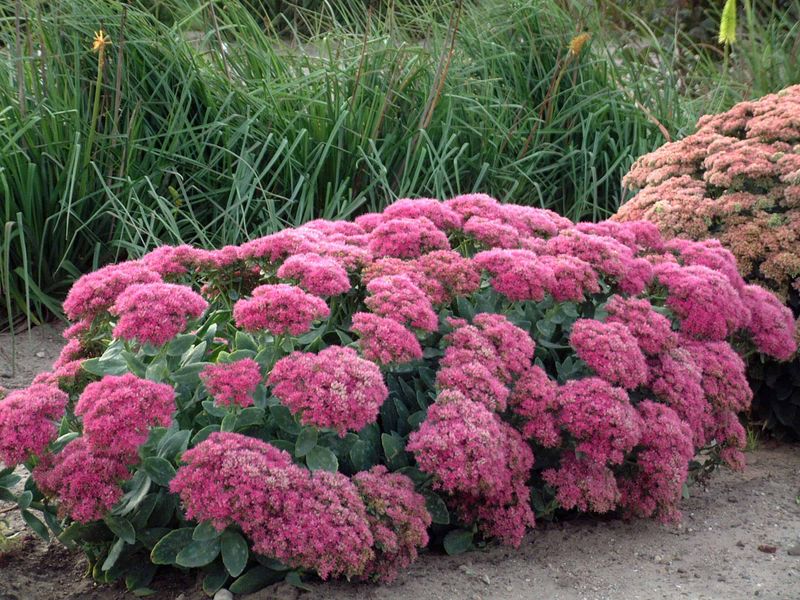 Sedum (Sedum spp.)