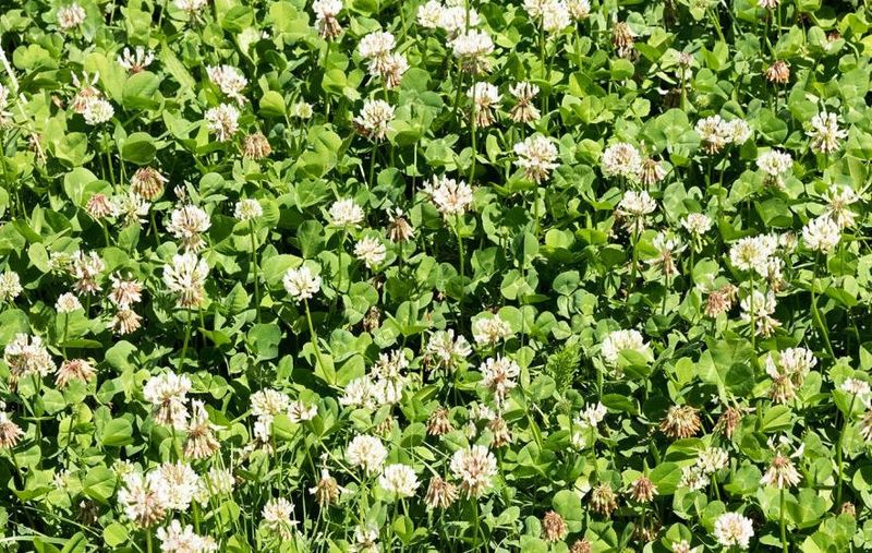 White Clover (Trifolium repens)