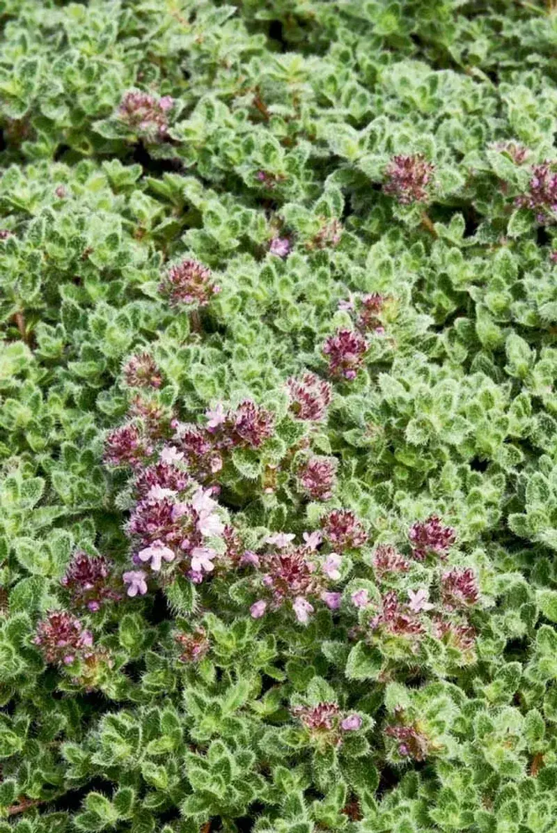 Woolly Thyme (Thymus pseudolanuginosus)