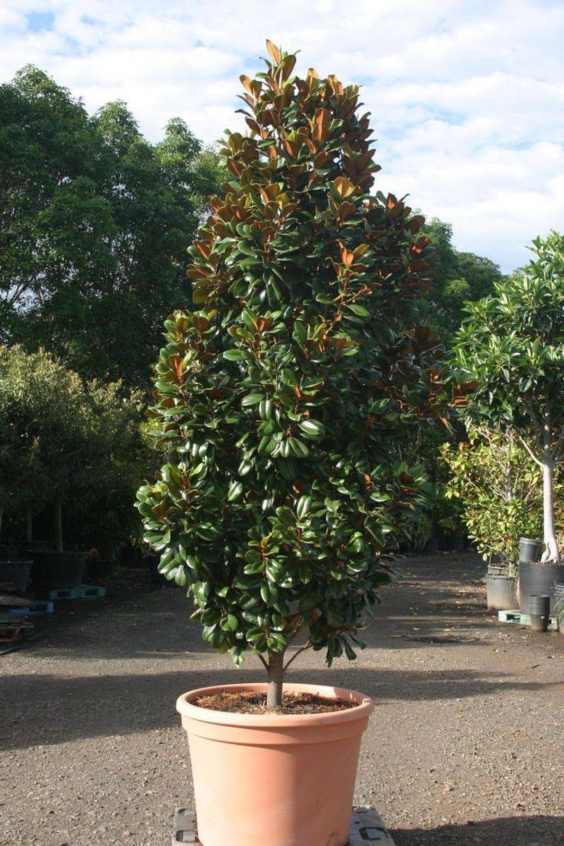 Magnolia (Dwarf Varieties like ‘Little Gem’)