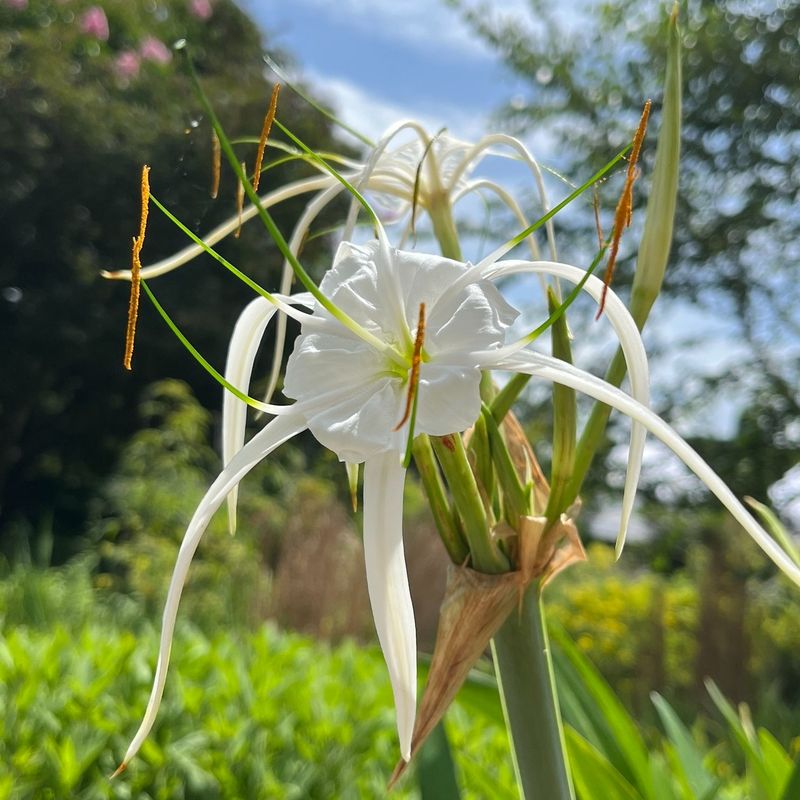 Hymenocallis (Spider Lily – Hymenocallis caribaea)