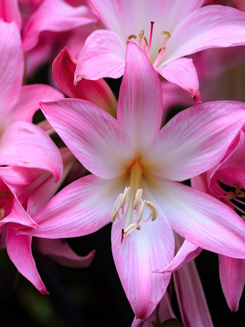 Amaryllis belladonna (Naked Lady Lily)