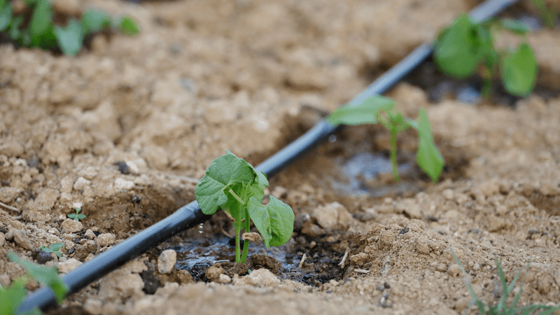 Drip Irrigation Systems