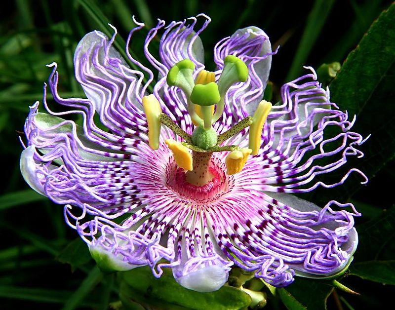 Passionflower (Passiflora incarnata)