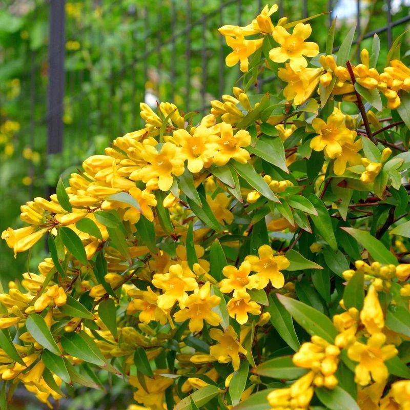Carolina Jessamine