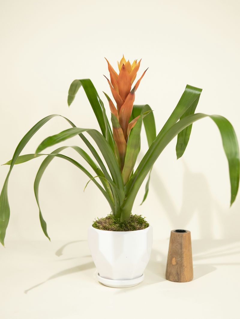 Bromeliad (Guzmania, Neoregelia, or Vriesea)