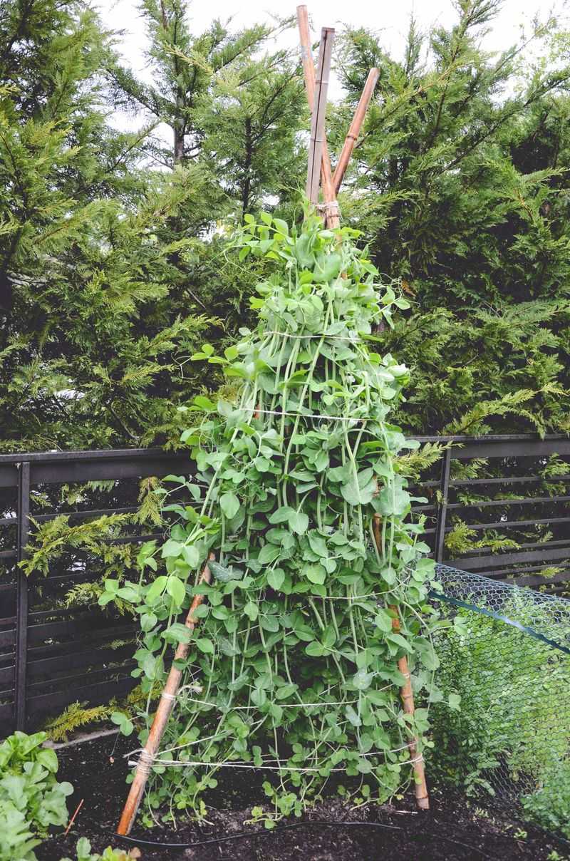 Neglecting Trellising