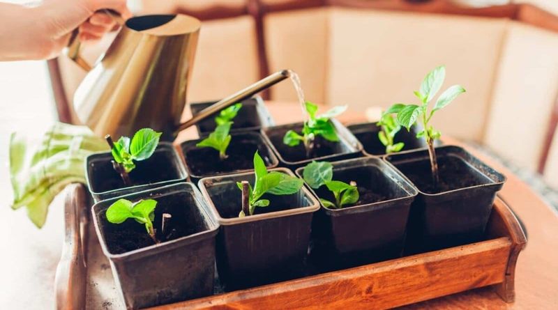 Inconsistent Watering Schedule