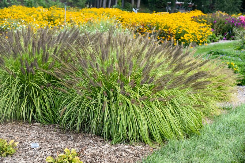 Fountain Grass
