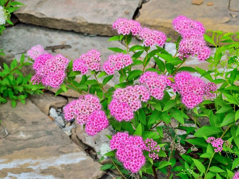 Japanese Spirea (Spiraea japonica)