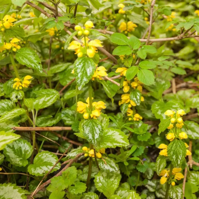 Yellow Archangel (Lamiastrum galeobdolon)