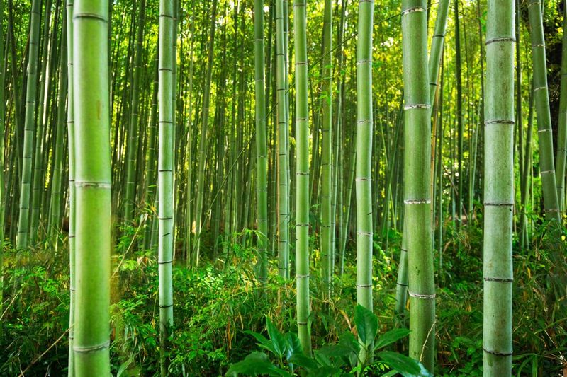 Bamboo