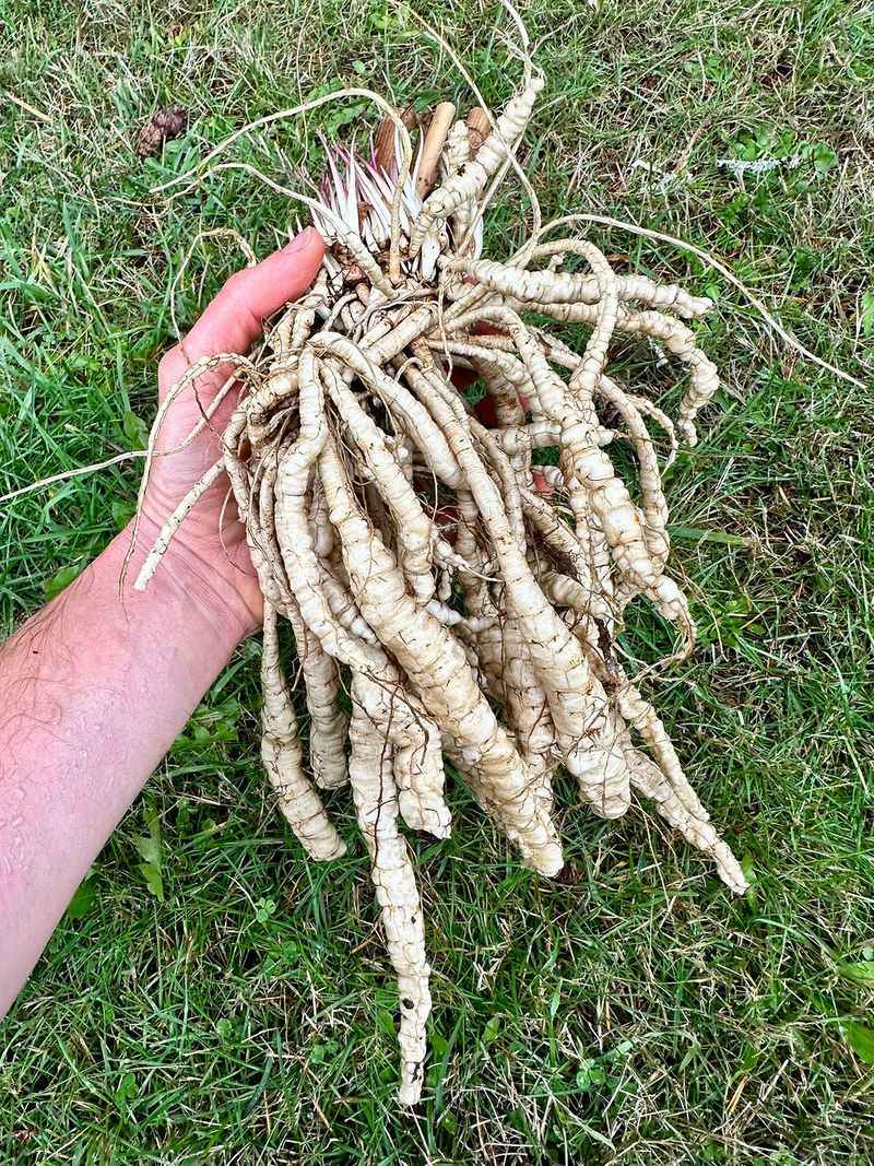 Skirret (Sium sisarum)
