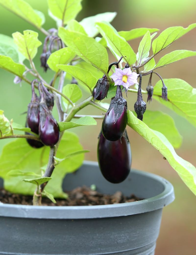 Eggplants