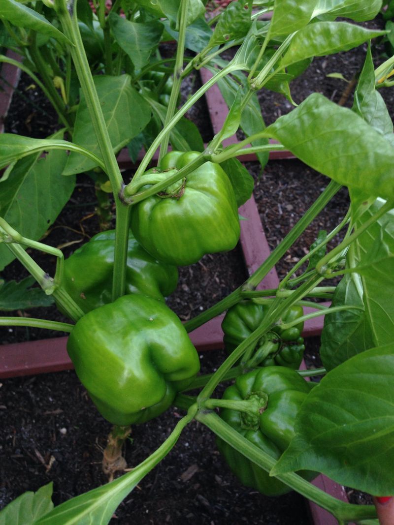 Bell Peppers