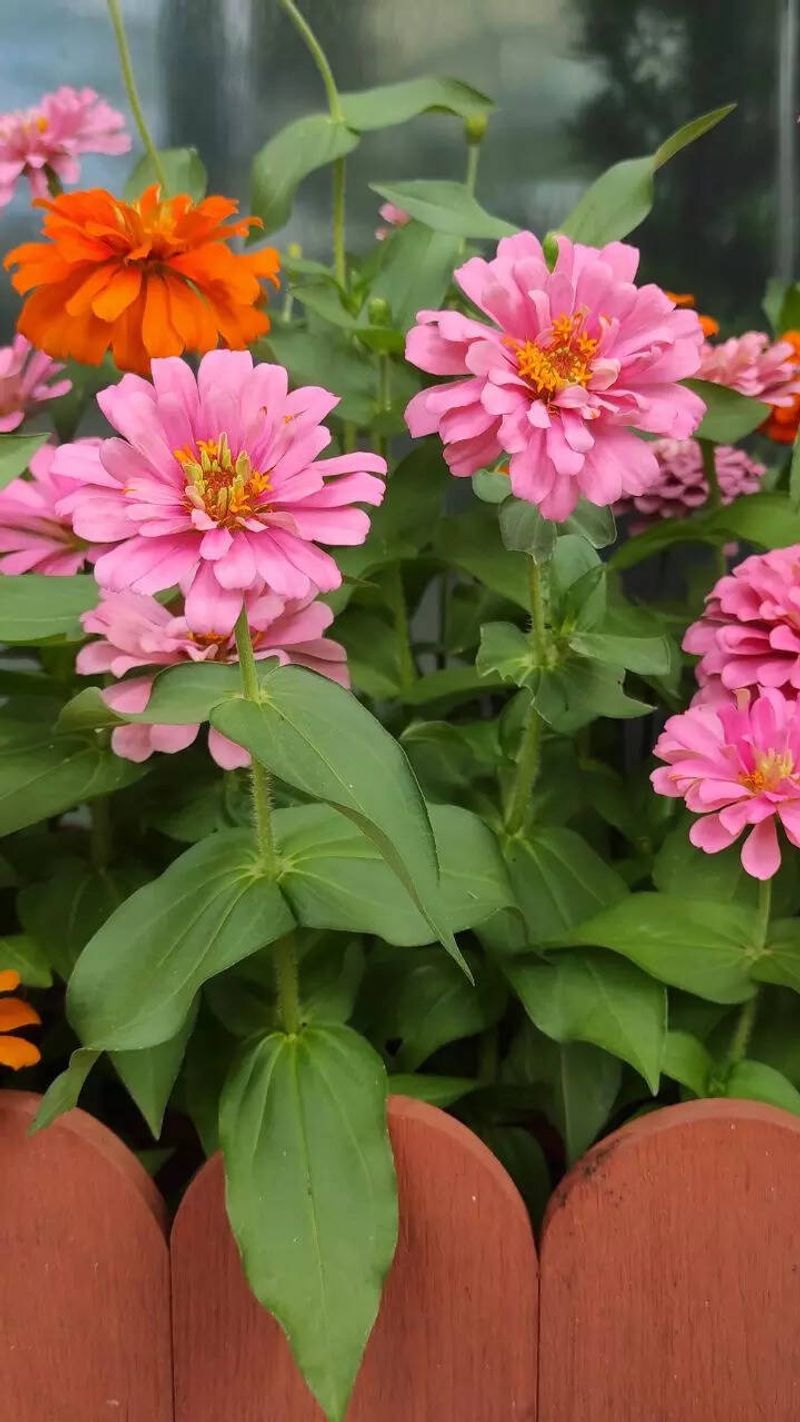 Zinnias