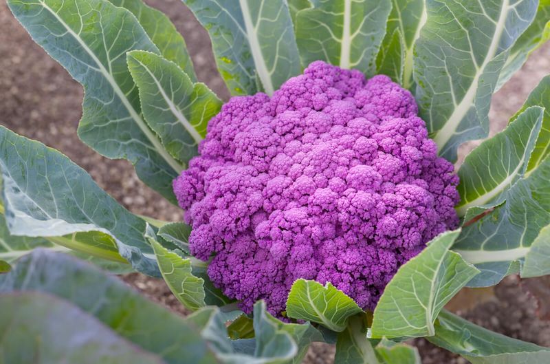 Purple Cauliflower