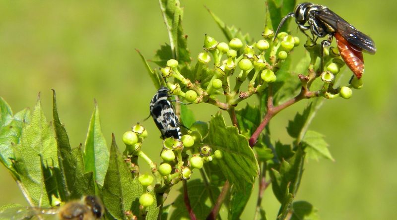 Implement Biological Controls