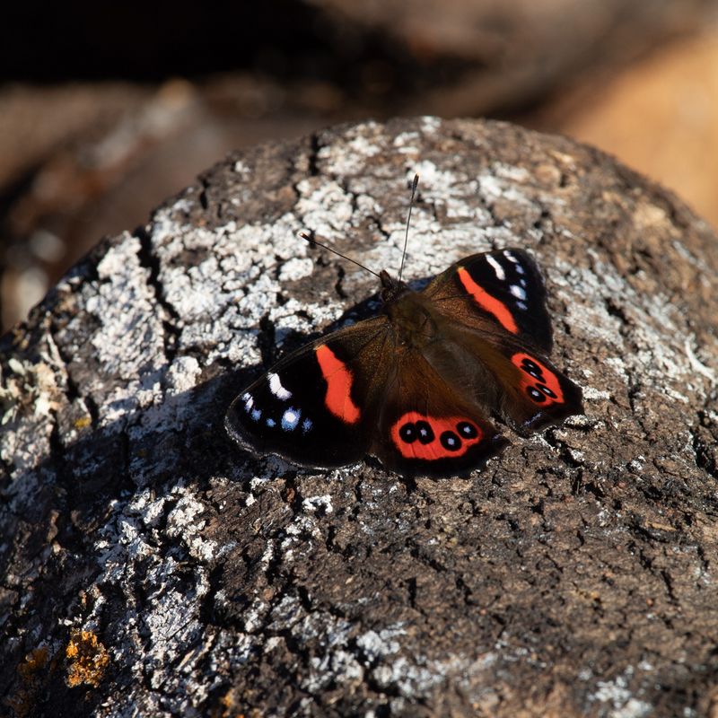 Provide Flat Stones for Sunbathing