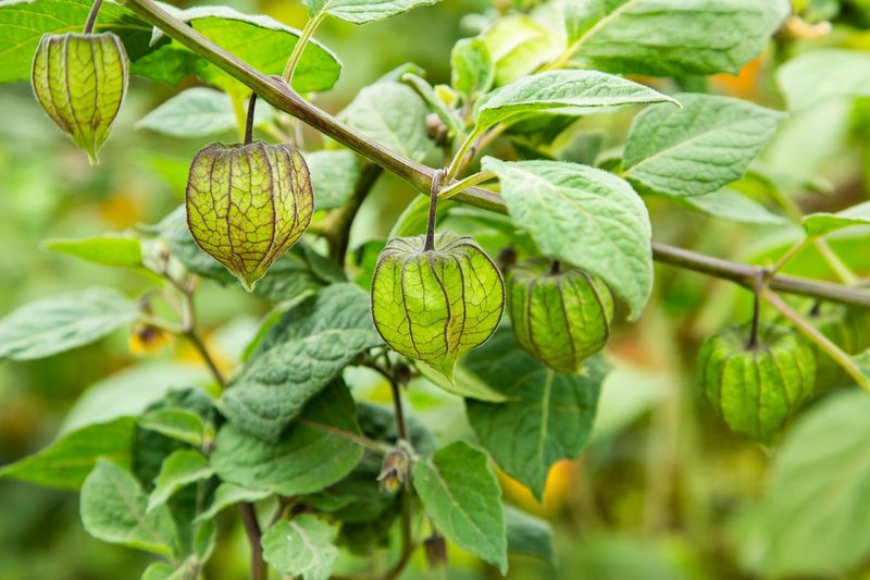 Cape Gooseberry
