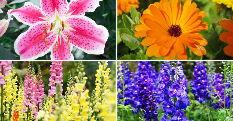 Cut Flower Garden Favorites: Calendula, Snapdragons And Larkspur