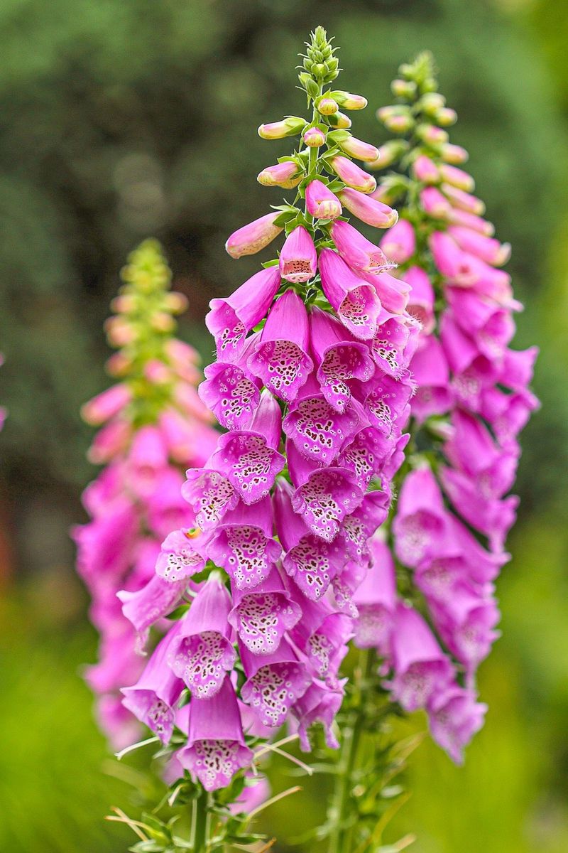 Foxglove