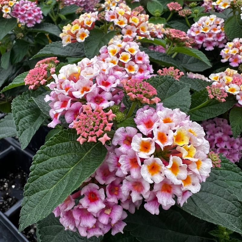 Lantana