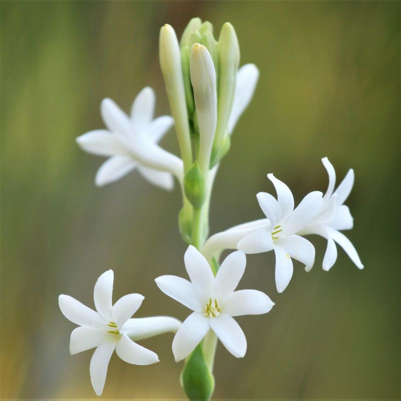 Tuberose (Polianthes tuberosa)