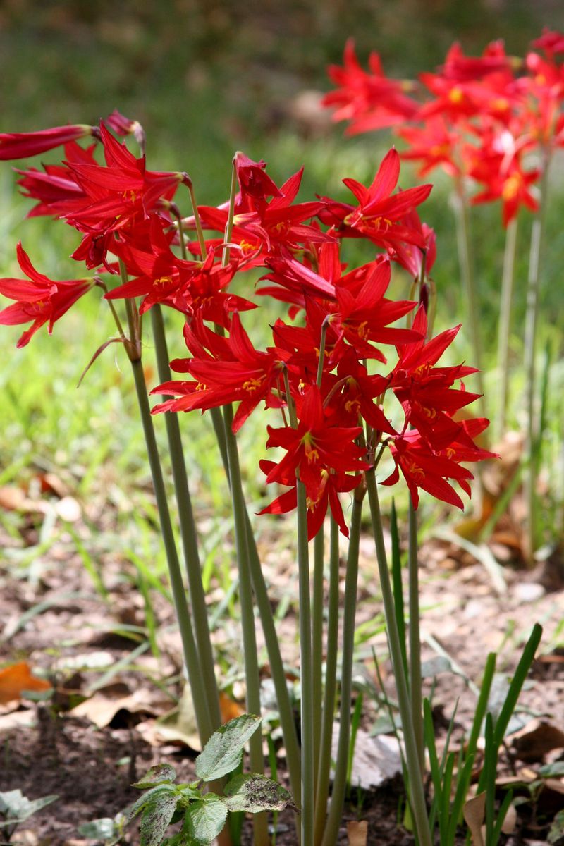 Oxblood Lily (Rhodophiala bifida)
