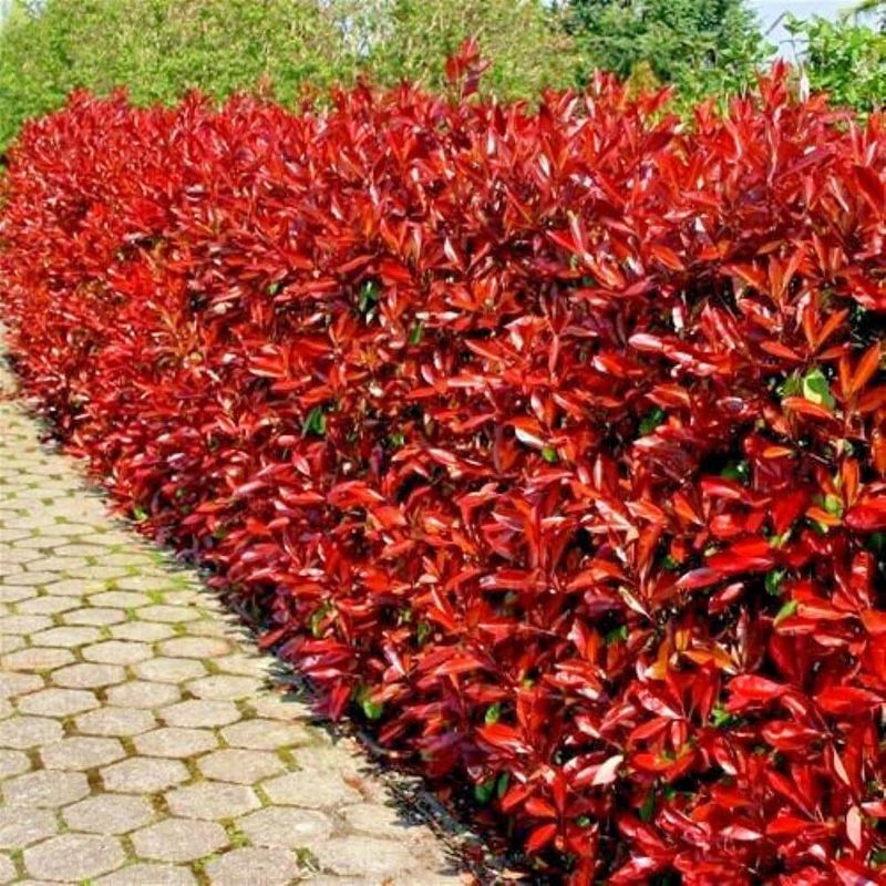 Photinia