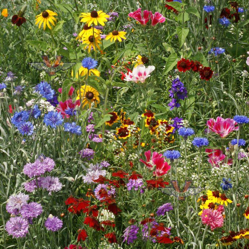 Wildflower Meadows: Nature’s Canvas