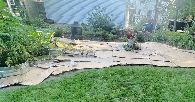 Cardboard Weed Barrier