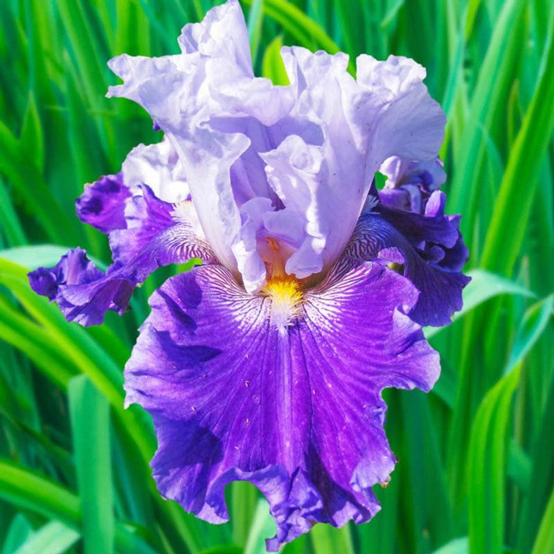 Iris