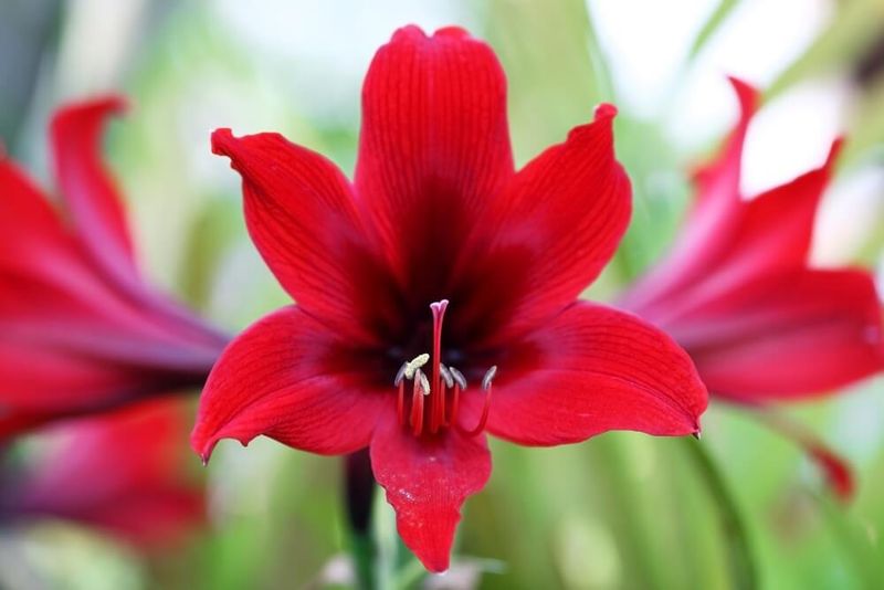 Amaryllis