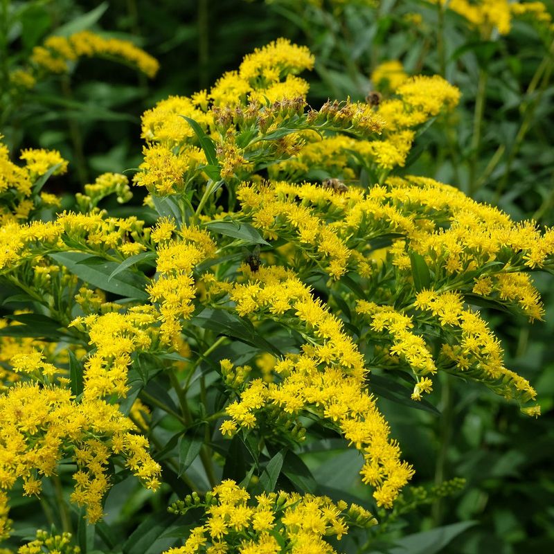 Goldenrod