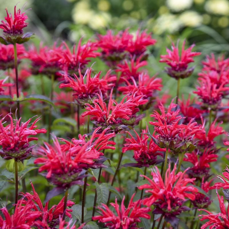 Bee Balm