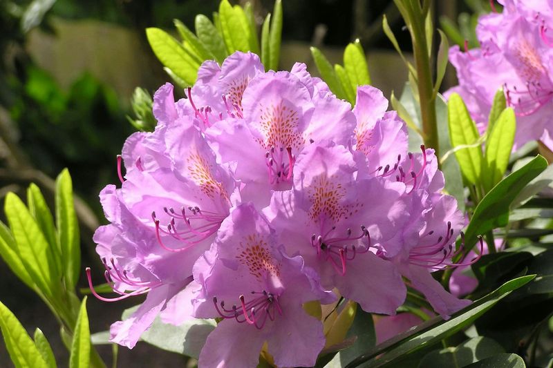 Rhododendron/Azalea (Rhododendron spp.)
