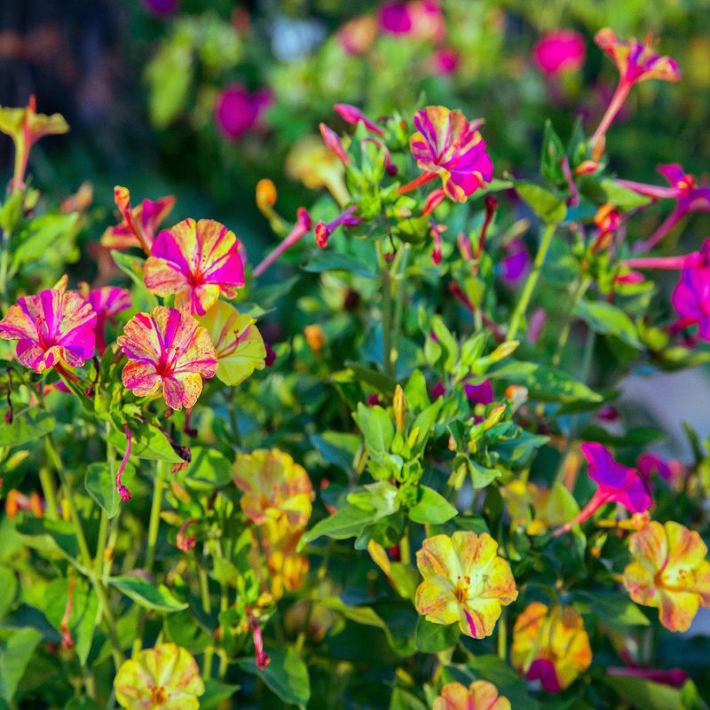 Four O'Clock (Mirabilis jalapa)