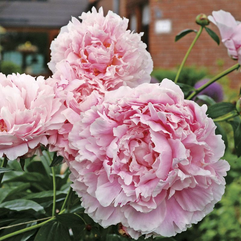 Peony 'Sarah Bernhardt'