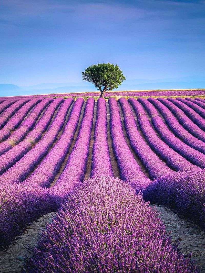 Lavender
