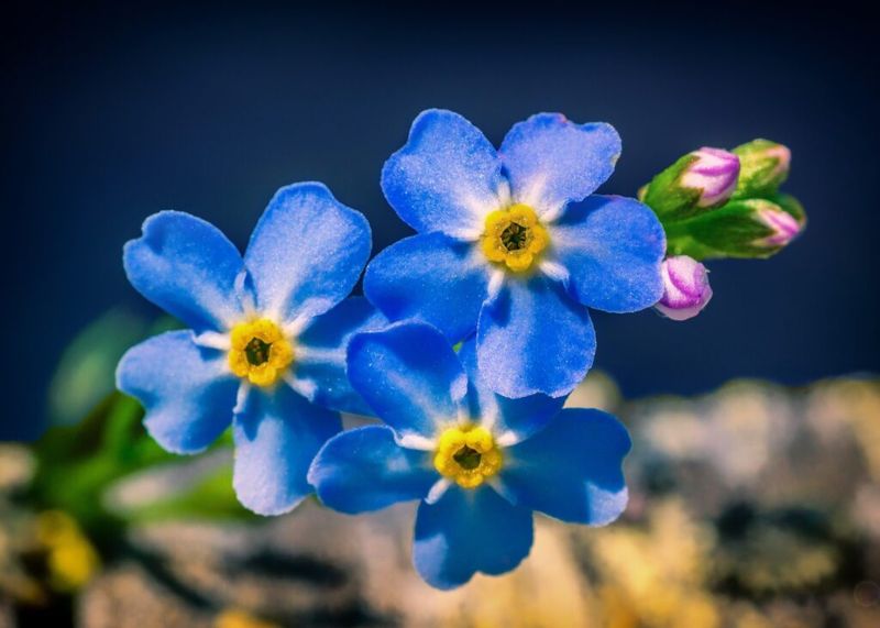 Forget-Me-Not
