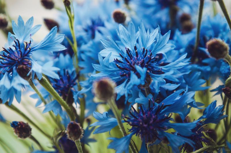 Cornflowers