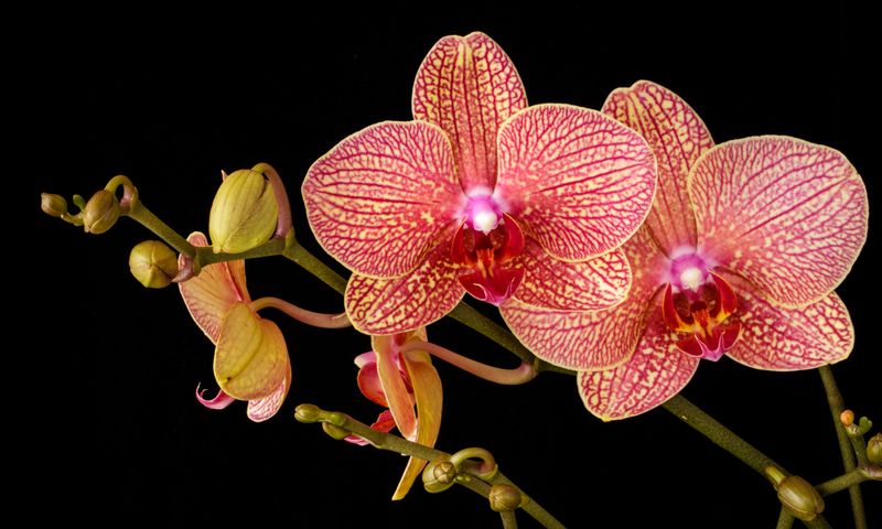 Orchid