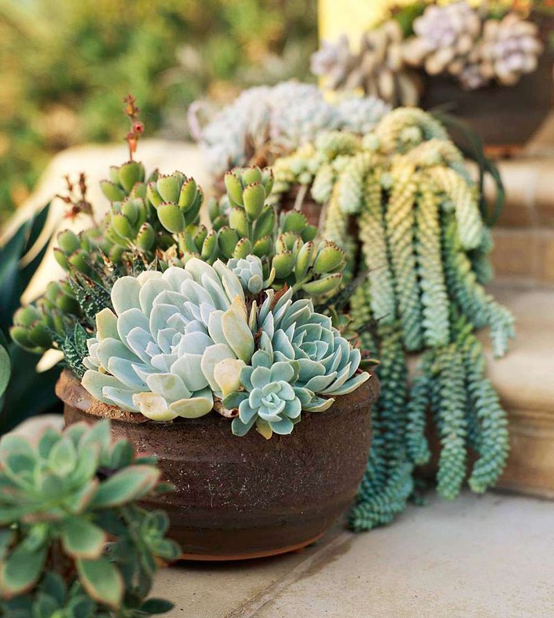 Succulent (Various species)