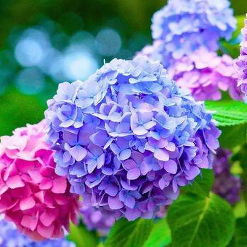 Hydrangea