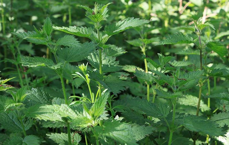 Nettle