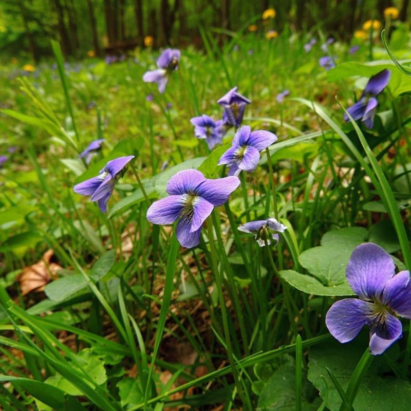 Wild Violet