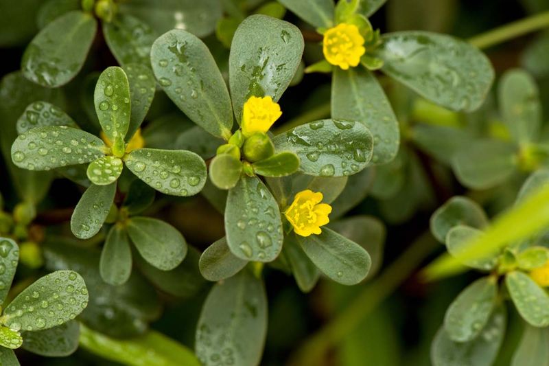 Purslane (Portulaca oleracea)