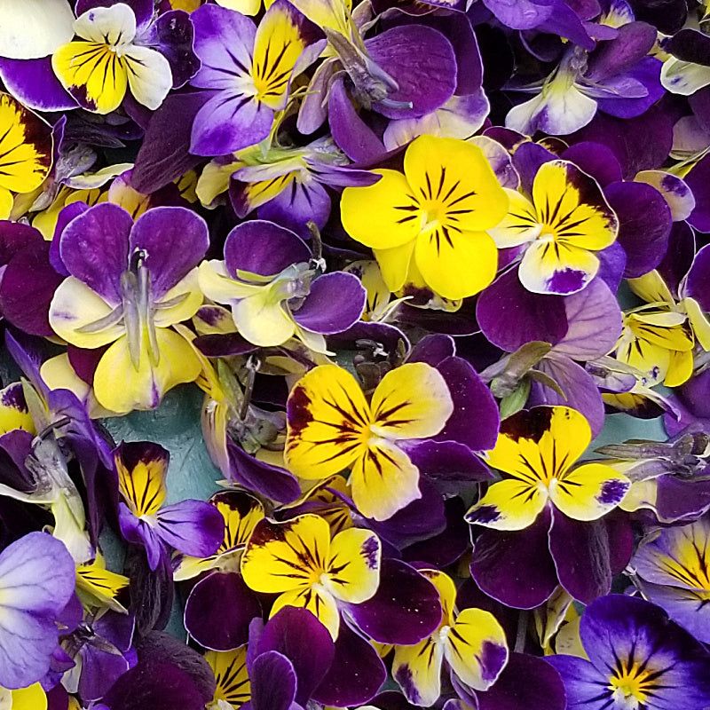 Johnny Jump-Up (Viola tricolor)